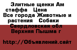 Элитные щенки Ам.стаффа › Цена ­ 25 000 - Все города Животные и растения » Собаки   . Свердловская обл.,Верхняя Пышма г.